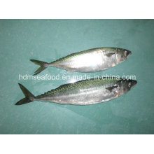 Big Size Frozen Fish Frozen Mackerel (Scomber japonicus)